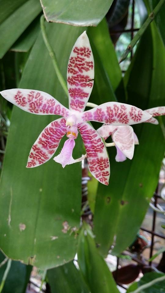 mt-sumagaya-creek-orchids-5