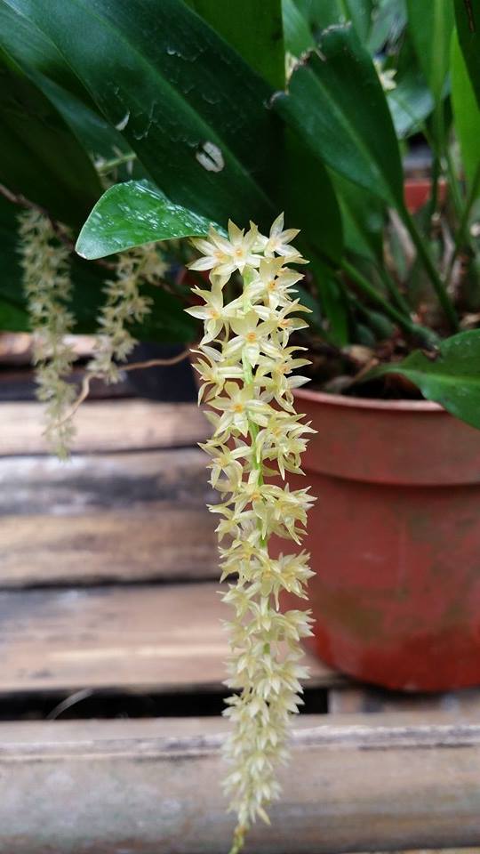 mt-sumagaya-creek-orchids-6